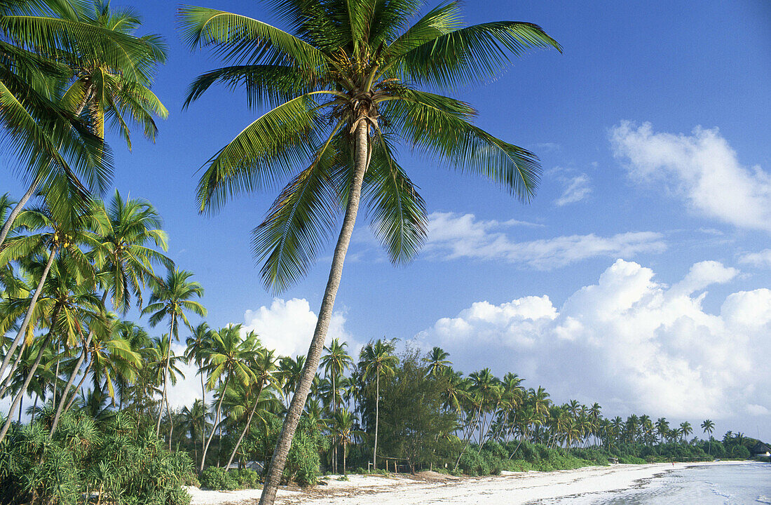 Beach in Zanzibar, Tanzania