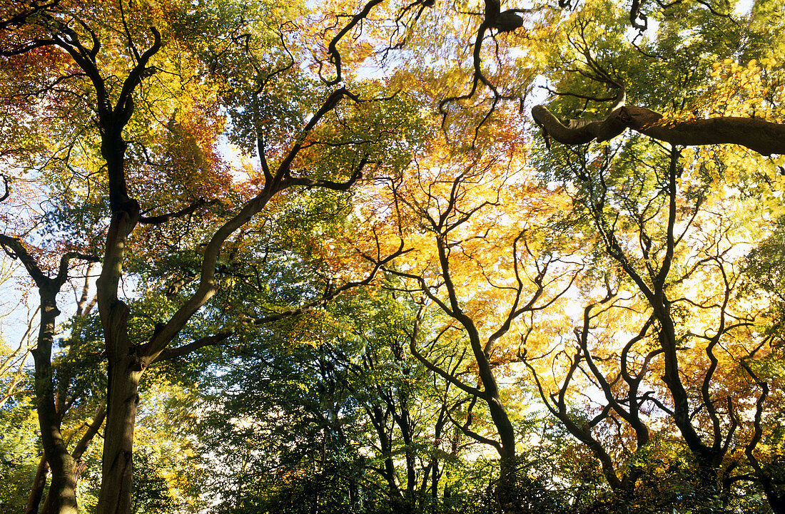 Autumn trees. Gloucestershire, England, UK