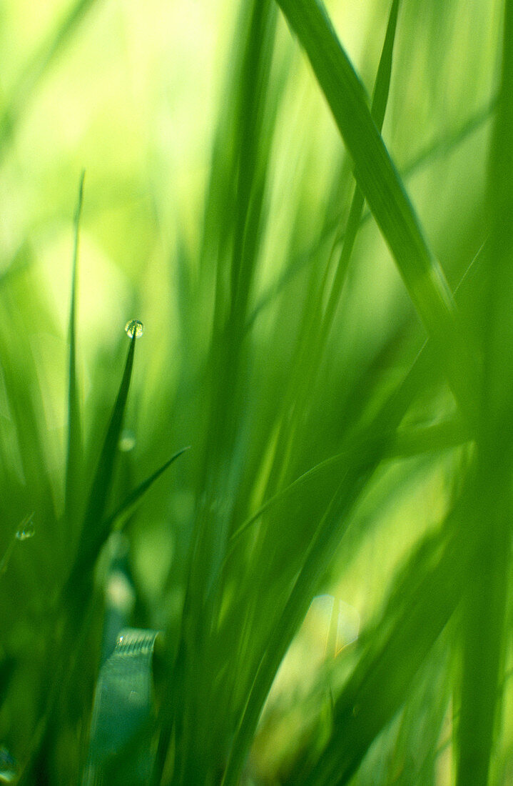 Grass