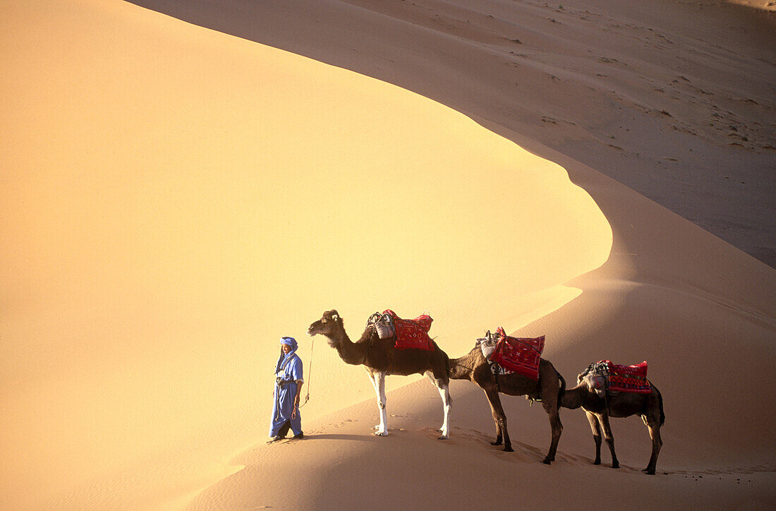 Camels in the Sahara. Morocco