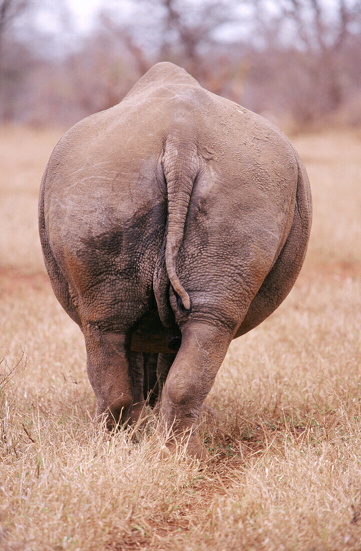 White Rhinoceros (Ceratotherium simum). Kruger NP. South Africa