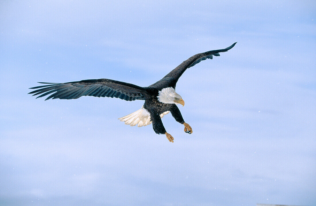 Bald Eagle flying (Haliaeetus leucocephalus)