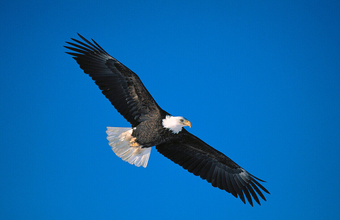 Bald Eagle flying (Haliaeetus leucocephalus)