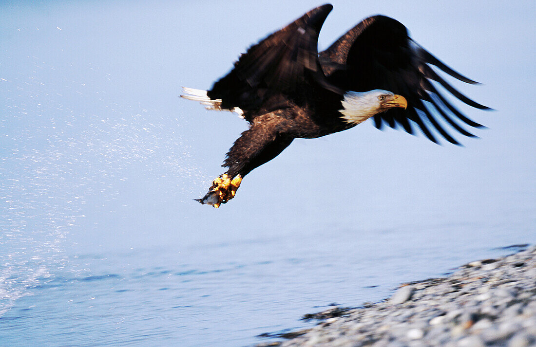 Bald Eagle (Haliaeetus leucocephalus).