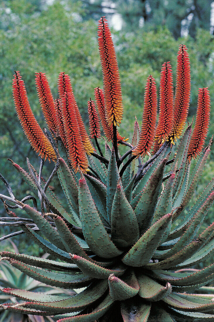 Plant (Aloe sp.)