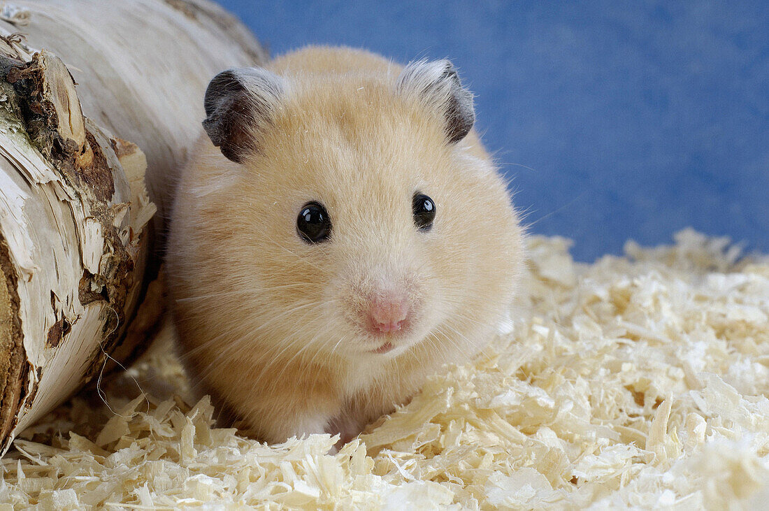 Golden Hamster, Mesocricetus auratus.