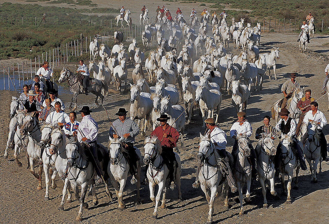 Gardian and wild horses of Camargue. Southern France