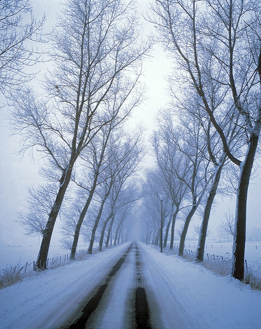 Road in winter