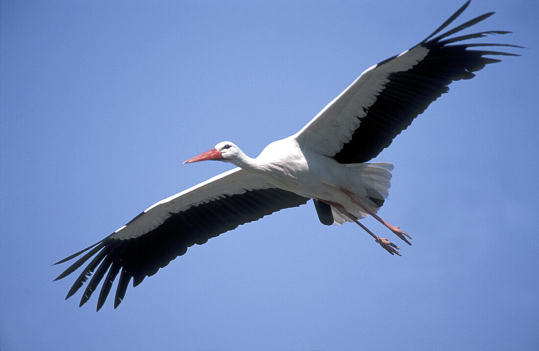 White Stork (Ciconia ciconia) in flight