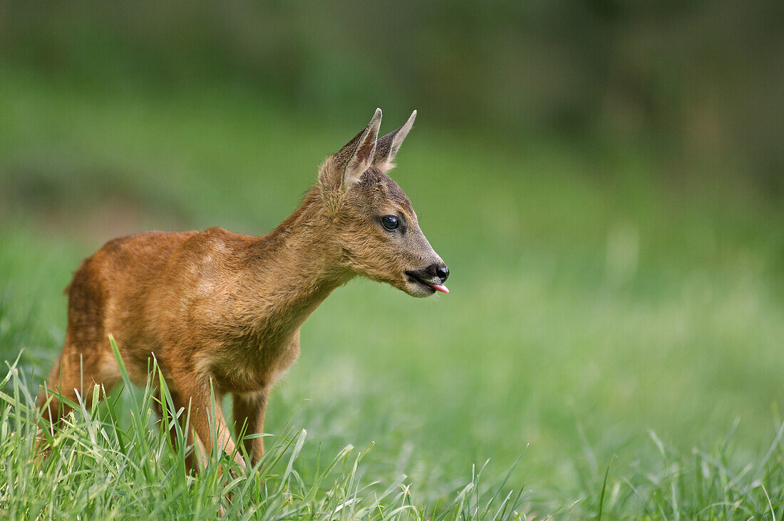 Roe deer (Capreolus capreolus) fawn