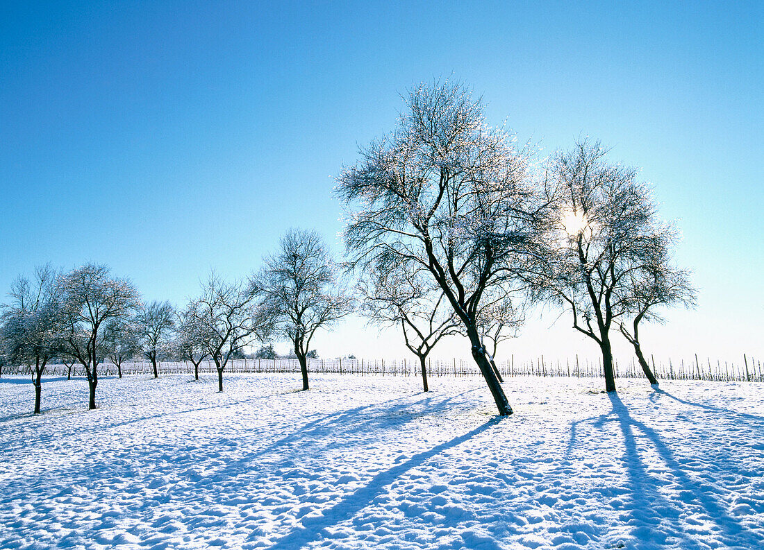  B15-187634, agefotostock 