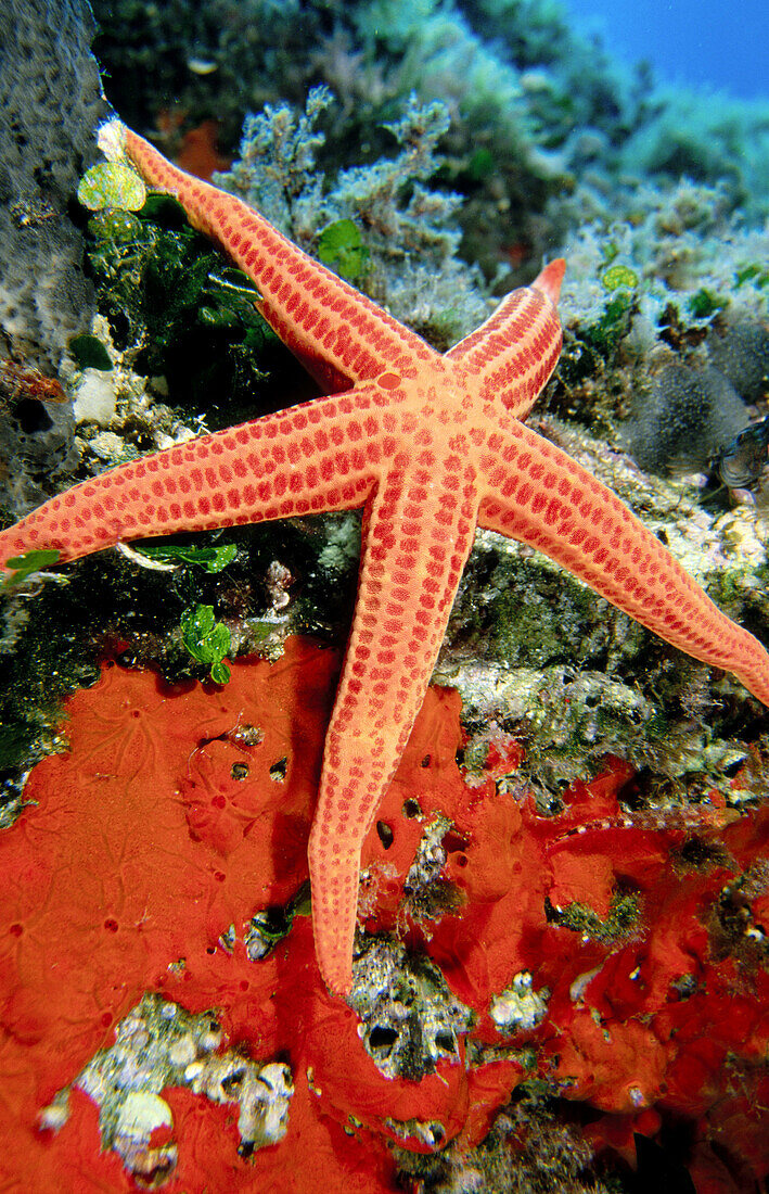 Smooth Starfish (Hacelia attenuata), Mediterranean Sea