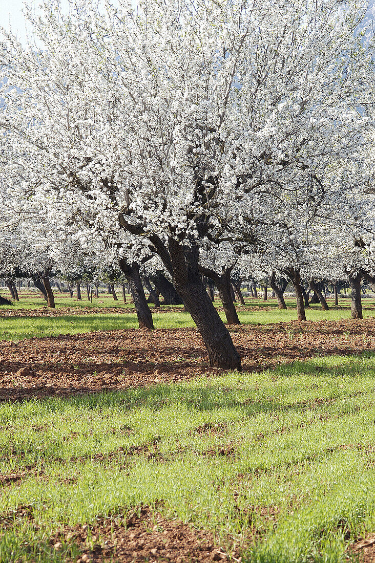 Almond trees blossoming. Majorca, Balearic Islands. Spain