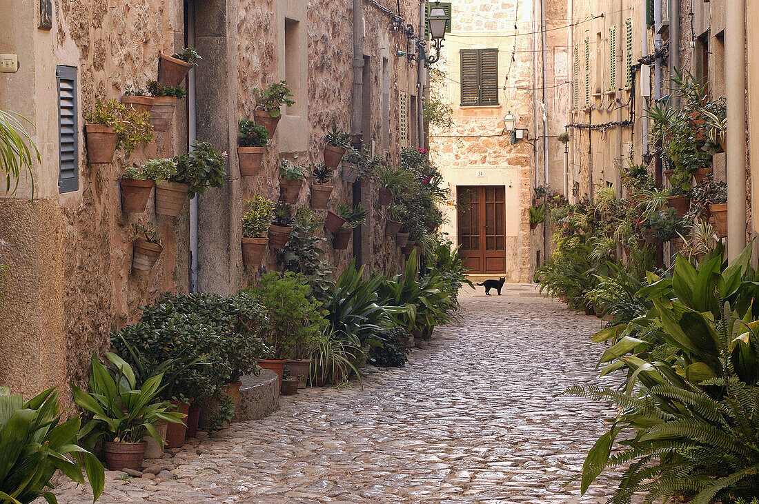 Street in Valldemossa. Majorca, Balearic Islands. Spain