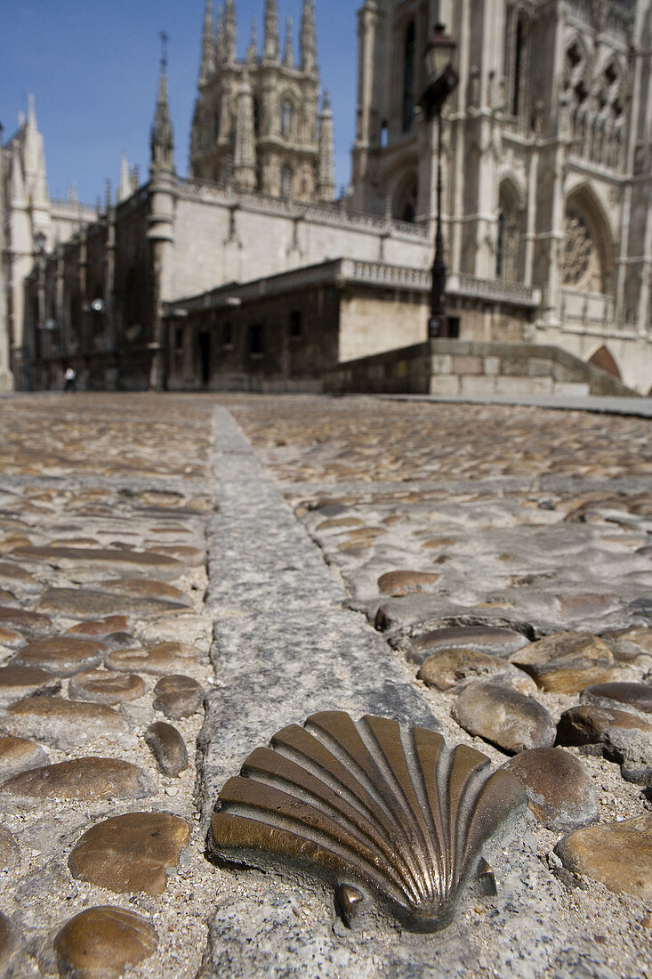 Scallop (symbol of the Road to Santiago) on pavement with cathedral in background, Burgos. Castilla-León, Spain