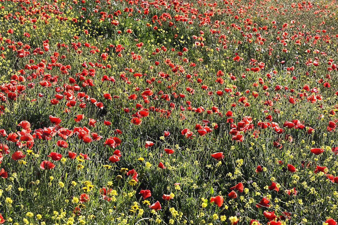 Poppies in field. Majorca, Balearic Islands, Spain