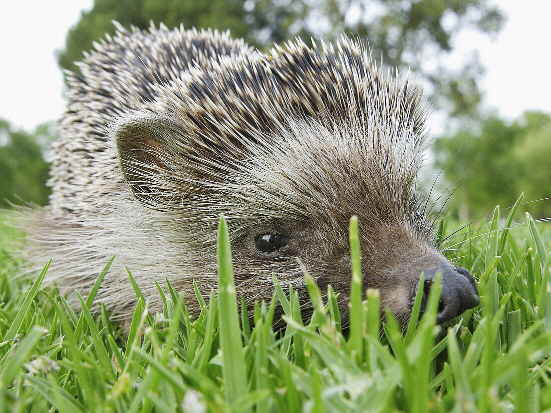  Animal, Animals, Close up, Close-up, Closeup, Color, Colour, Country, Countryside, Daytime, Exterior, Grass, Hedgehog, Hedgehogs, Horizontal, Lawn, Mammal, Mammals, Nature, One, One animal, Outdoor, Outdoors, Outside, Wild, Wildlife, Zoology, A75-323436,