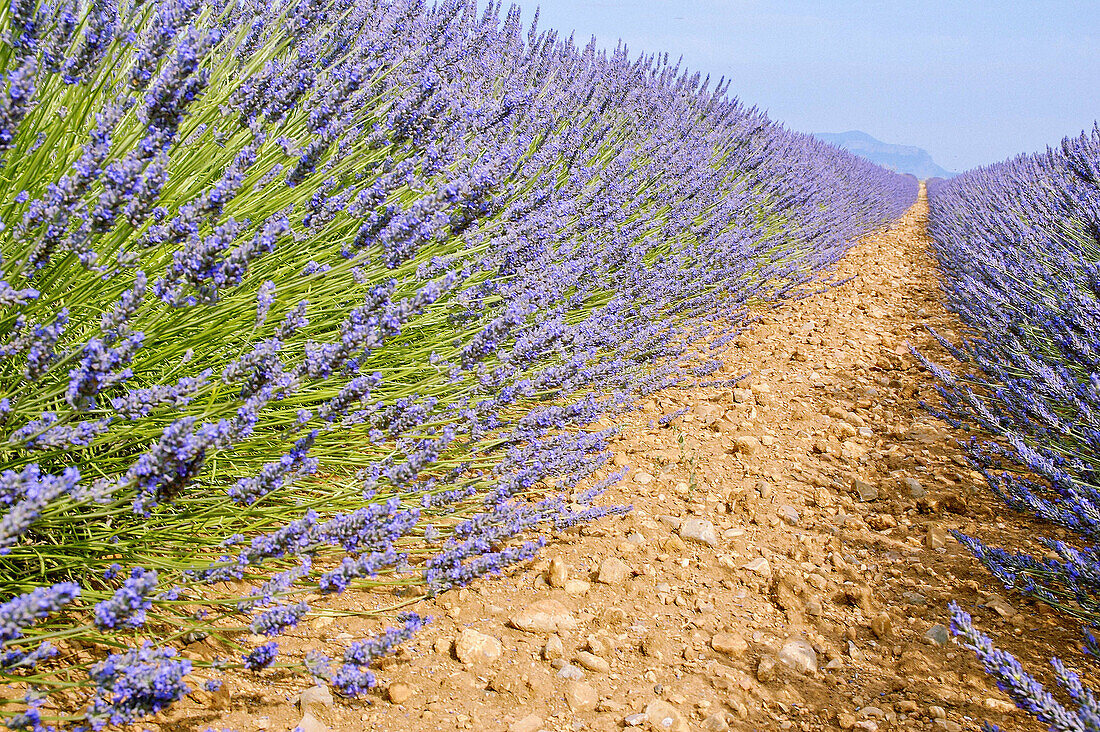 Lavender fields, Valensole plateau. Alpes de Haute-Provence, Provence, France