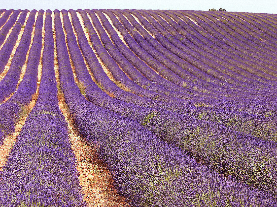 Lavender fields, Valensole plateau. Alpes de Haute-Provence, Provence, France