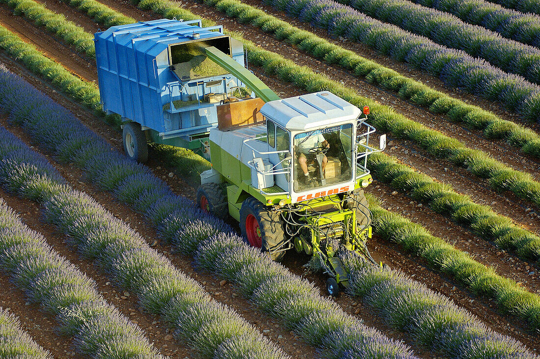 Lavender crop in July, Valensole plateau. Alpes de Haute-Provence, Provence, France