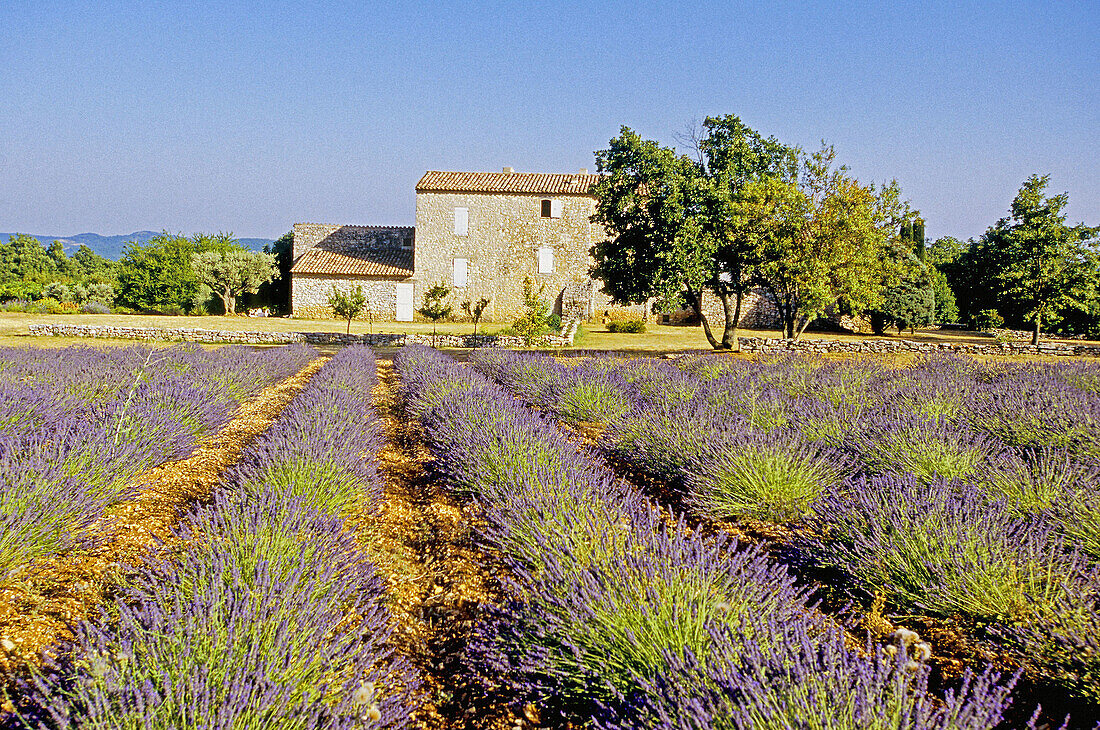 Villa in Reillanne. Alpes de Haute-Provence, Provence, France