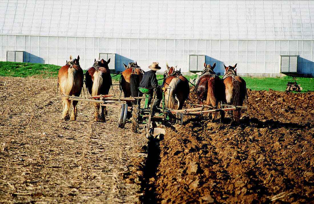 Amish mules at plough. Pennsylvania, USA