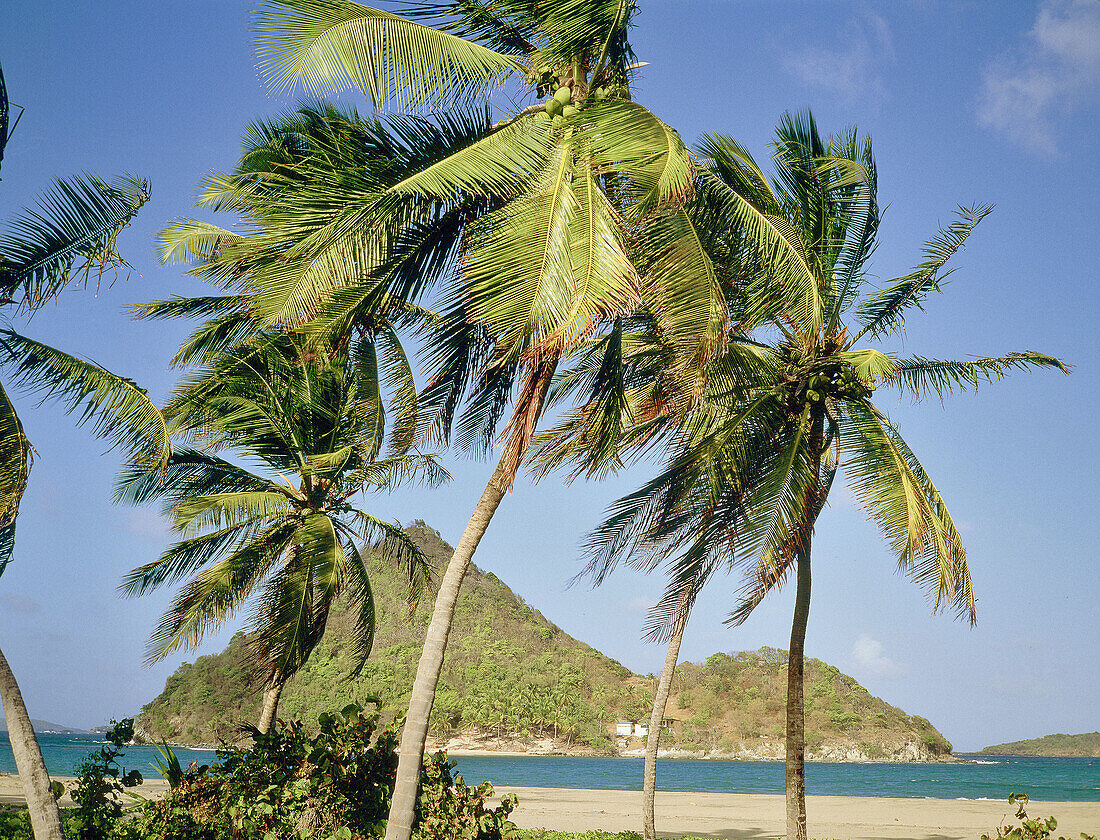 Palmes in front of Petit-Martinique islet. Carriacou. Grenada island, Caribbean. British West Indies