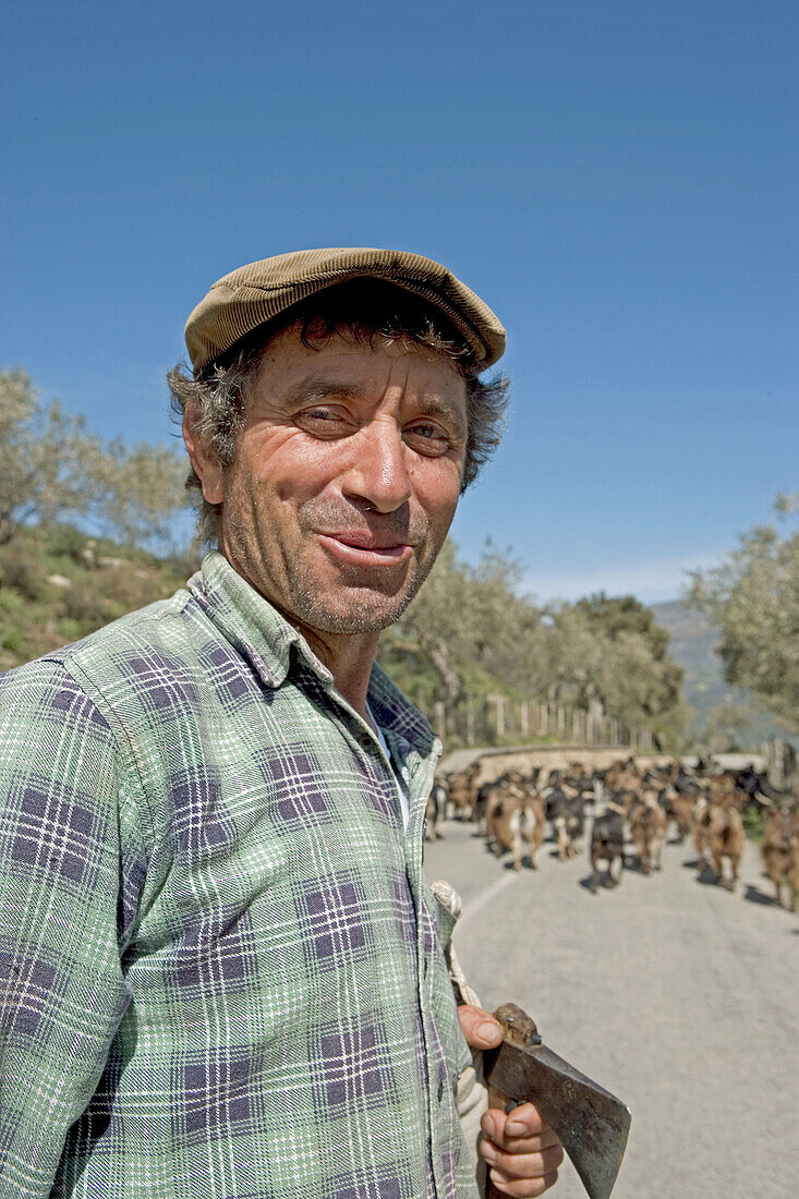 Goats with herdsman on the road, Parco delle Madonie natural park. Sicily, Italy