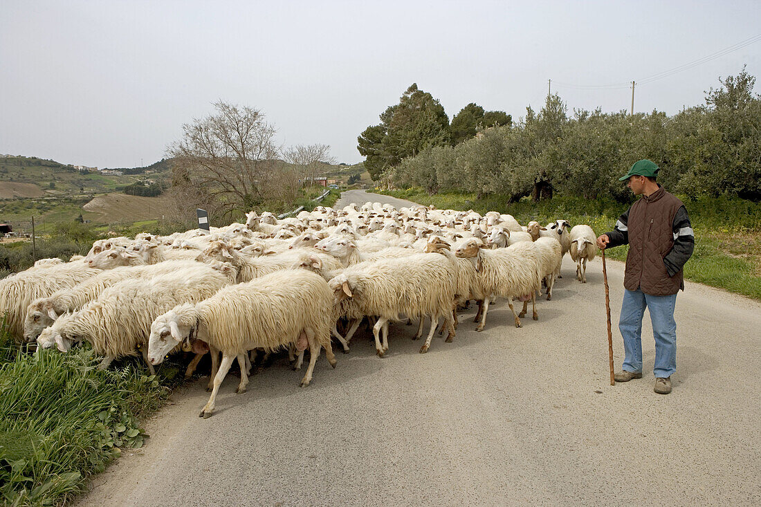 Shepherd and flock near Gibellina. Sicily, Italy