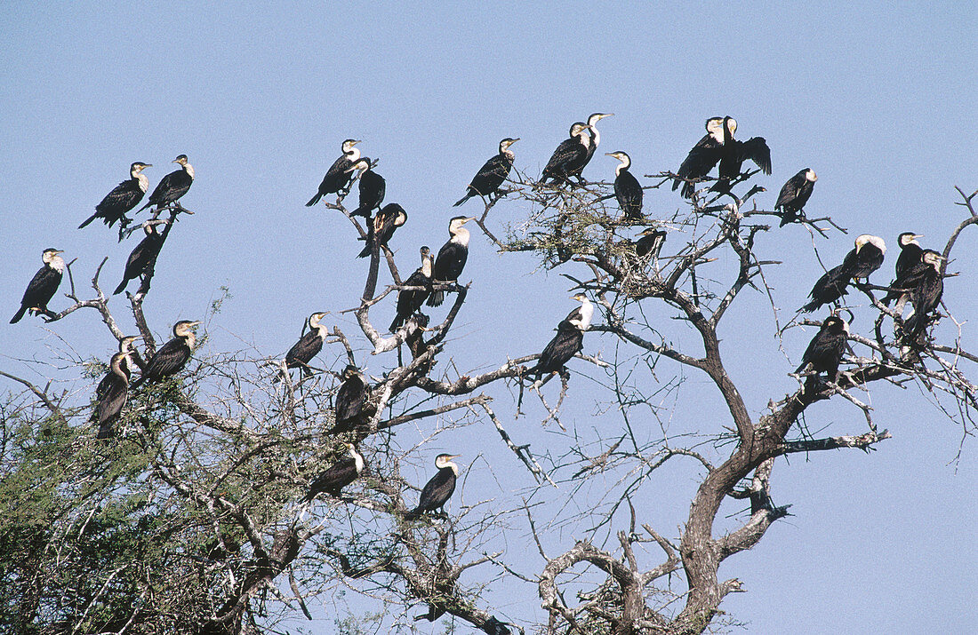 The Djoudj National Park on river Senegal near Saint-Louis. Senegal.