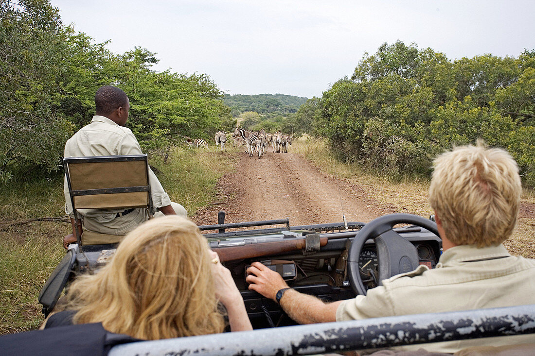 Game drive in the Phinda private park. Kwazulu-Natal province. South Africa