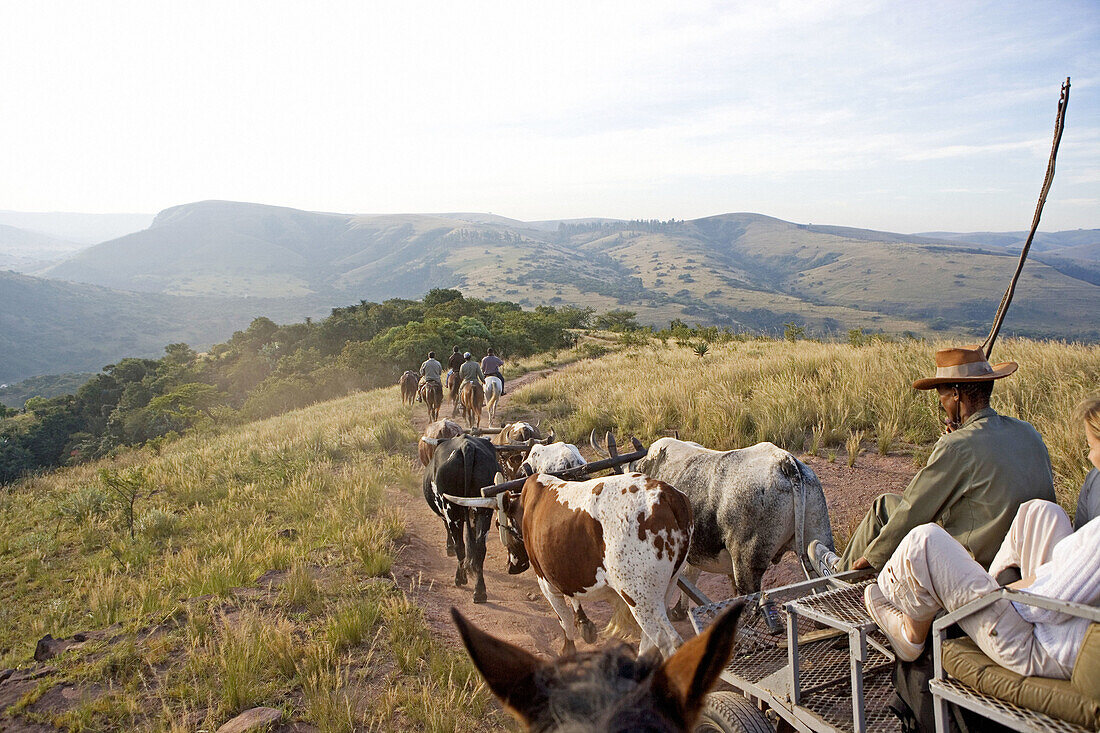 Visitors taken to the village by ox cart. The Simunye zulu village where visitors can be accomodated in zulu styleKwazulu-Natal province. South Africa