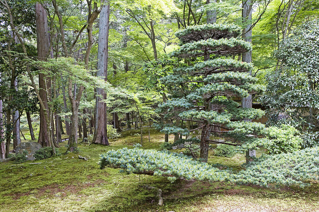 Saiho-ji (aka Kokedera, Moss Temple ) buddhist temple gardens, Kyoto. Kansai, Japan