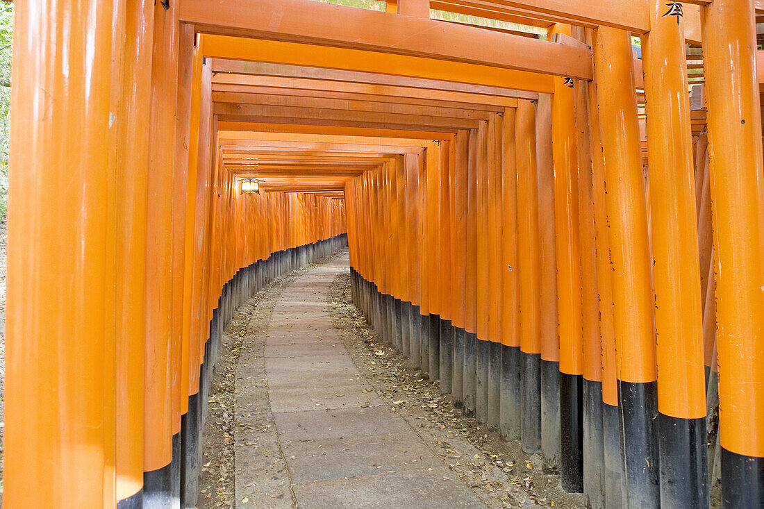 Row of Torii gates following path at Fushimi Inari Taisha Shrine, Kyoto. Kansai, Japan