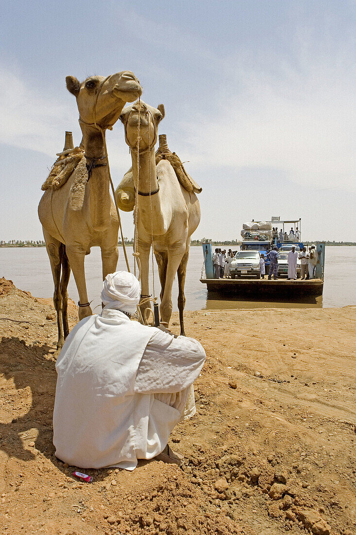 Camel riders waiting for the Karima ferry on Nile River near the Bayyudah Desert. Upper Nubia, ash-Shamaliyah state, Sudan