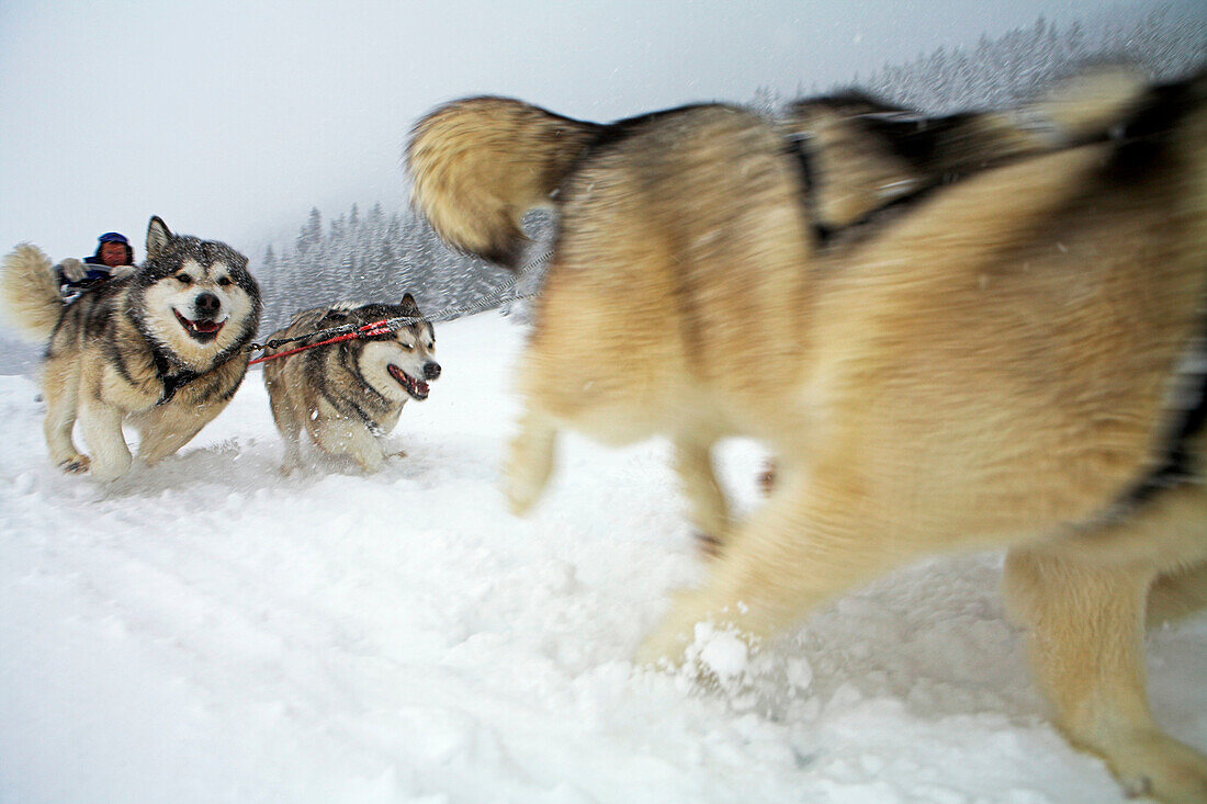 Bruno Corneli Husky sleigh and dogs in Mont du Villard near Megeve winter resort. Haute-Savoie (74). France