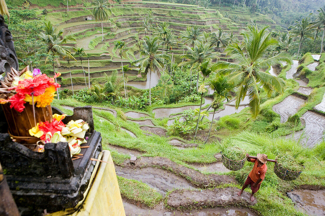 Ricefields near Ubud. Island of Bali . Indonesia