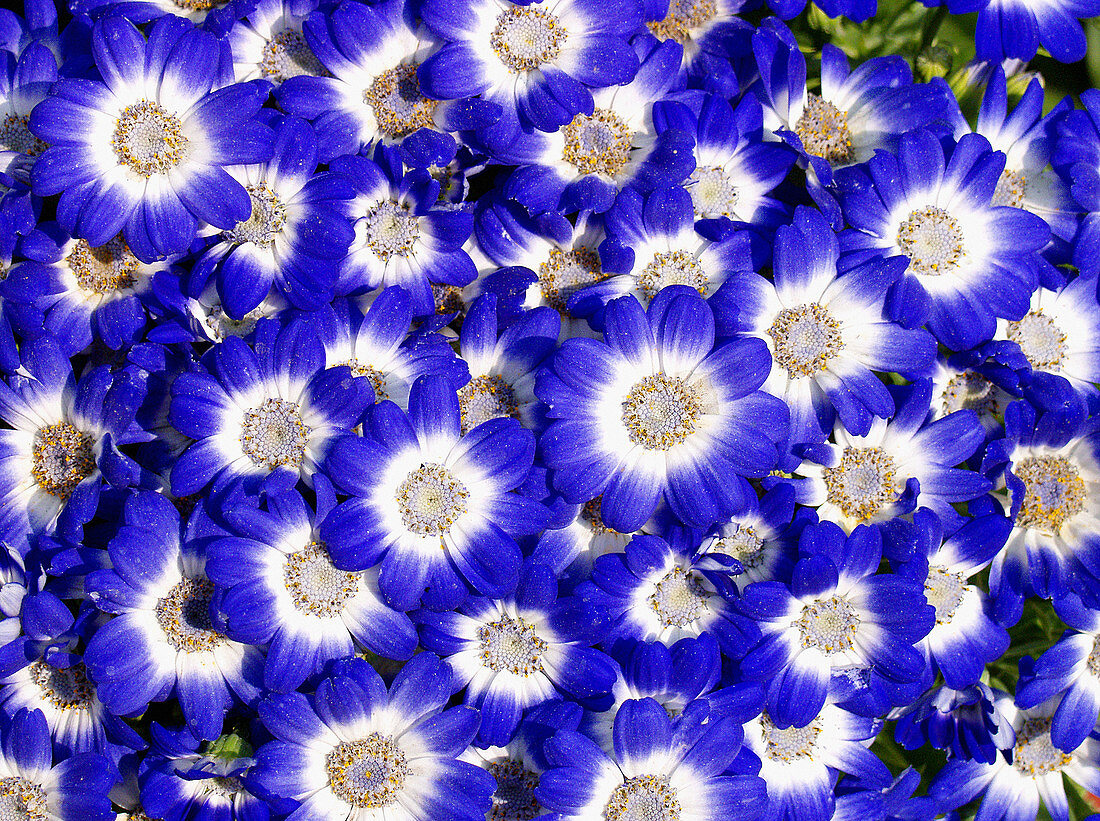 Cinerarias (Cineraria sp.)