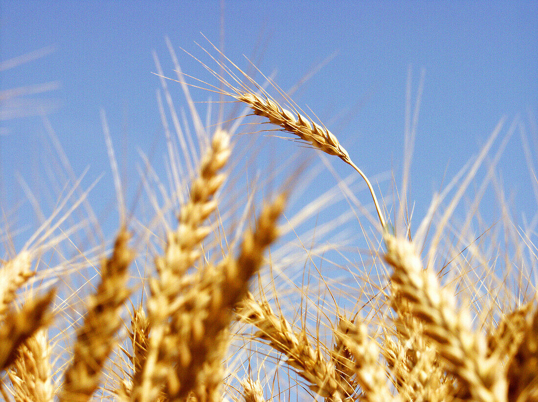  Aussen, Biologisch, Botanik, Cerealien, Detail, Details, Draussen, Ernährung, Ernte, Ernten, Farbe, Faser, Gesundheit, Getreide, Golden, Horizontal, Kohlenhydrate, Land, Landbau, Ländlich, Landwirtschaft, Nahaufnahme, Nahaufnahmen, Nahrung, Nahrungsmitte