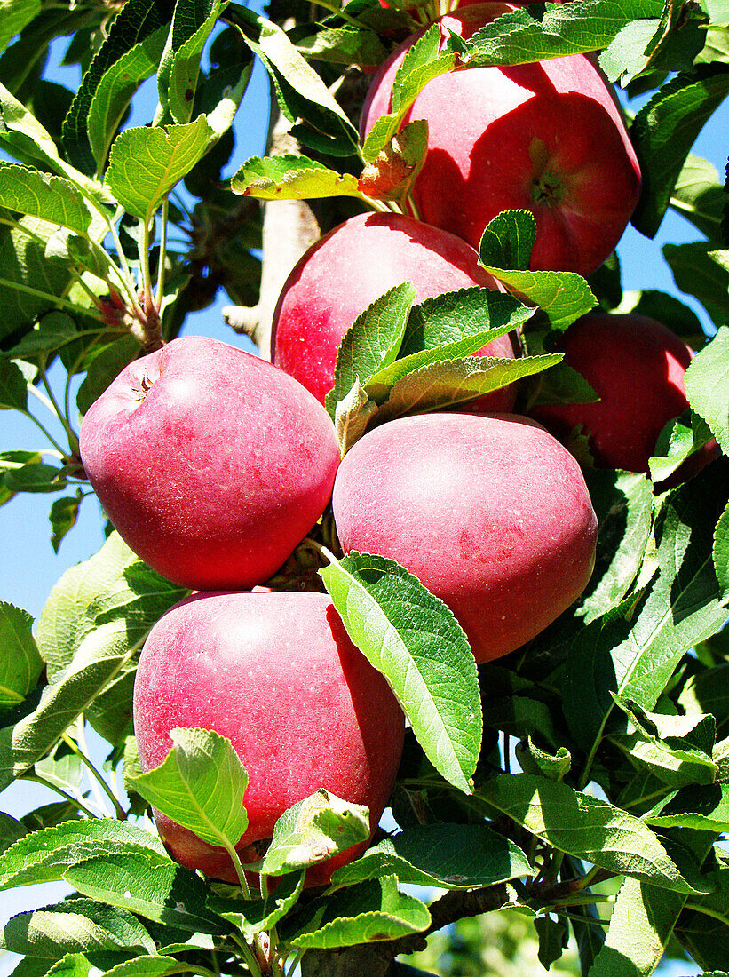 Red Chief apples