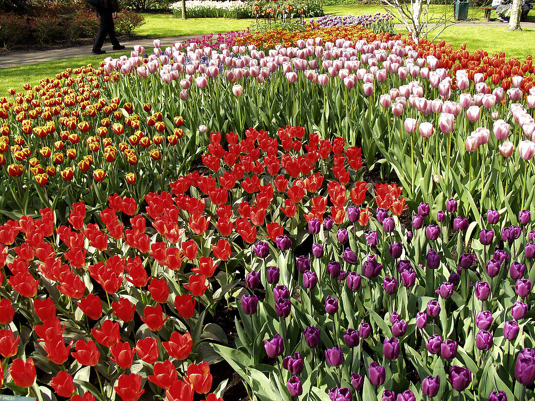 Tulips (Tulipa hybr.) in Keukenhof Park. Lisse. Netherlands.