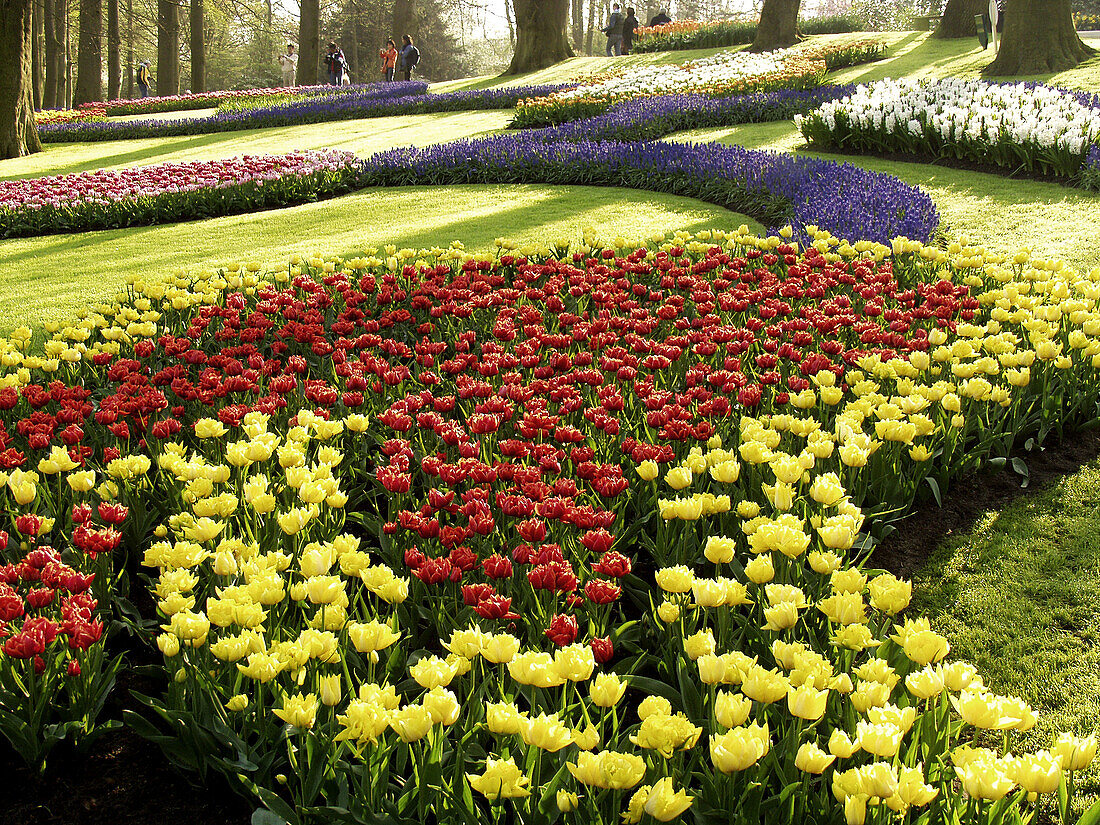 Tulips, muscaris and hyacinths. Keukenhof Park, Lisse (Netherlands)