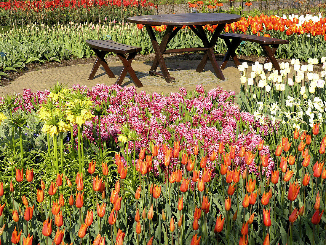 Tulips (Tulipa hybr.) and daffodils (Narcissus hybr.) in Keukenhof Park, Lisse. Netherlands