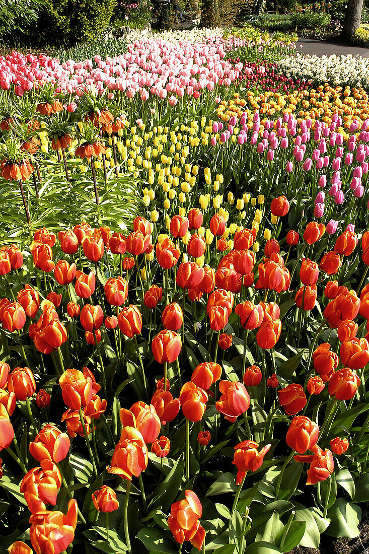 Tulips (Tulipa hybr.) and fritilarias in Keukenhof Park, Lisse. Netherlands.