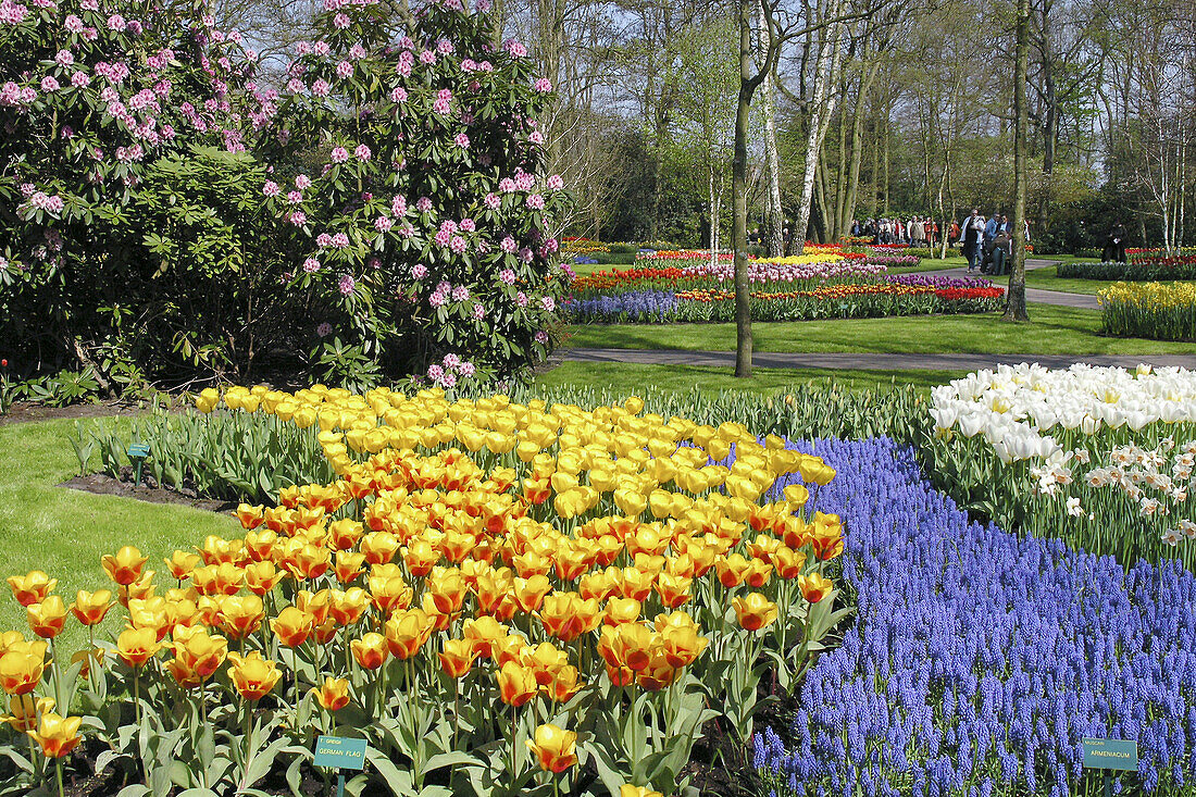 Tulips (Tulipa hybr.) and muscaris (Muscari hybr.) in Keukenhof Park, Lisse. Netherlands