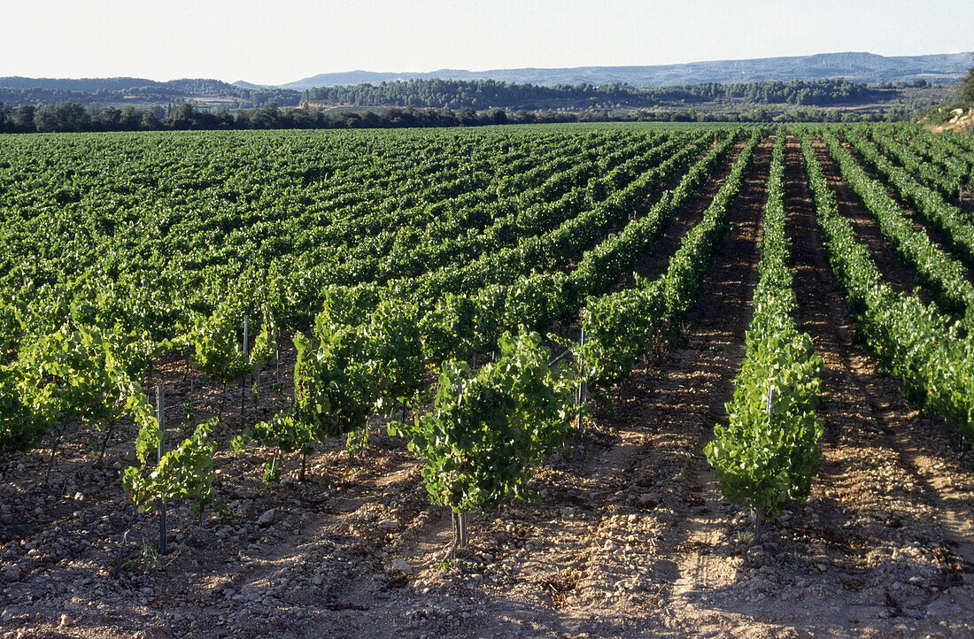 Vineyard, Poblet, Conca de Barberà, Tarragona province, Spain