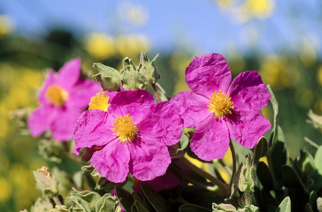 Zistrose (Cistus albidus)