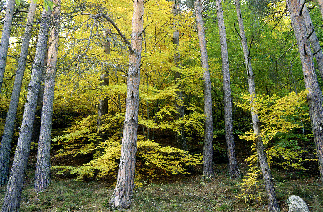 Forest, Vall d Aran, Lleida province, Spain