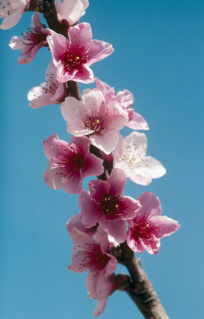 Peach (Prunus persica)