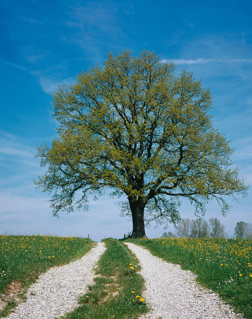 Oak in spring